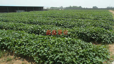 信陽鑫鑫薯業服務做的真到位！